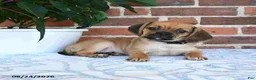 Puggle dogs for sale: Star - Ad 3
