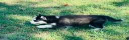 Siberian Husky dogs for sale: Valerie - Ad 11