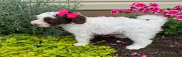 Cavapoo dogs for sale: Alice - Ad 3