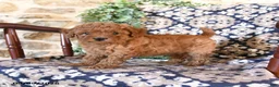 Toy Poodle dogs for sale: Meadow - Ad 2