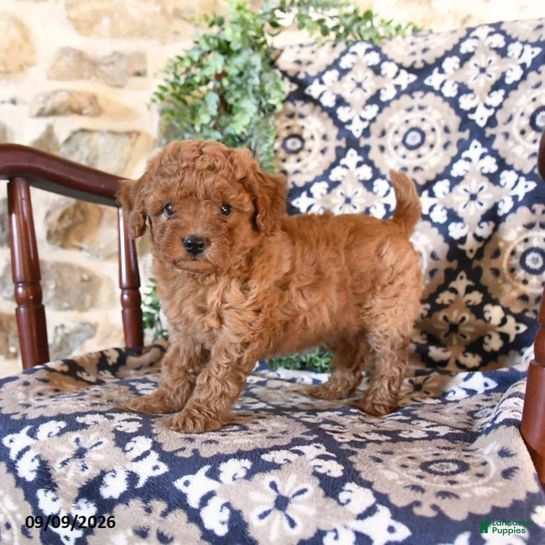 Toy Poodle dogs for sale: Meadow - Ad 2