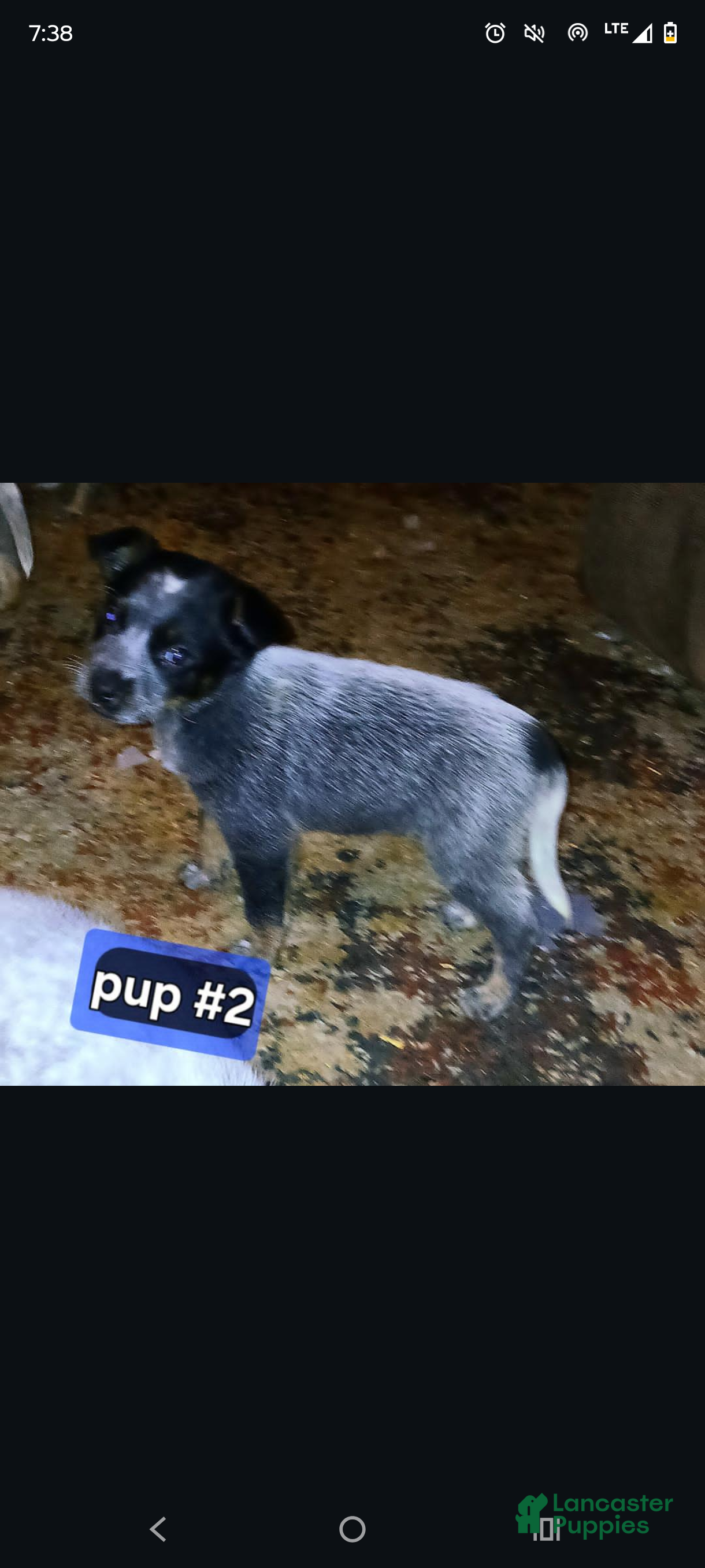 Australian Cattle Dog dogs Australian Cattle Dog Puppy 2 - Ad 1