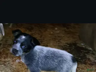 Australian Cattle Dog dogs Australian Cattle Dog Puppy 2 - Ad 1