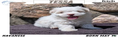 Tessa
