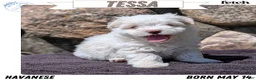 Havanese dogs for sale: Tessa - Ad 1