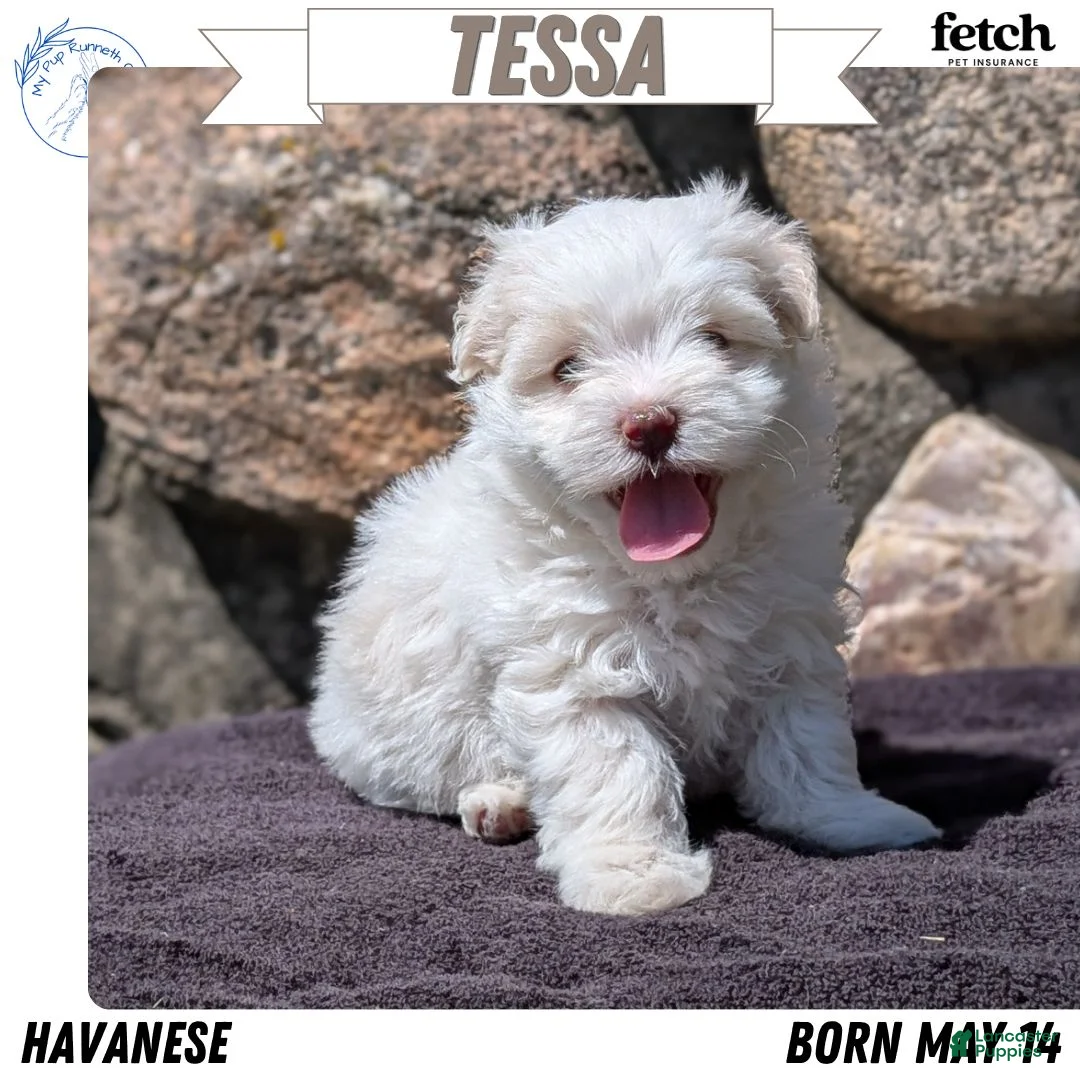 Havanese dogs for sale: Tessa - Ad 1