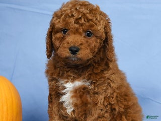 Cavapoo dogs - Ad 18