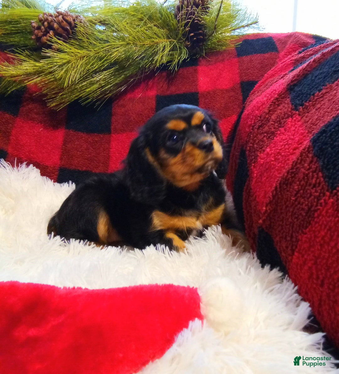 Cavalier King Charles Spaniel dogs for sale: Theo - Ad 9