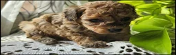 Toy Poodle dogs for sale: Tilah - Ad 2