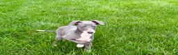 Italian Greyhound dogs for sale: Corbin  - Ad 11