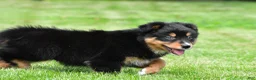 Australian Shepherd dogs for sale: Becka - Ad 10