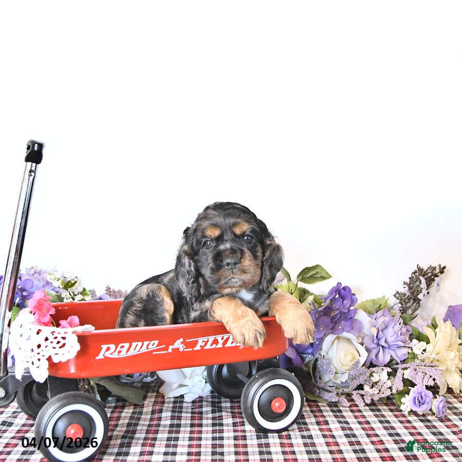 English Cocker Spaniel dogs Casey - Ad 2