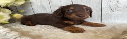 Miniature Dachshund dogs for sale: Connie - Ad 7