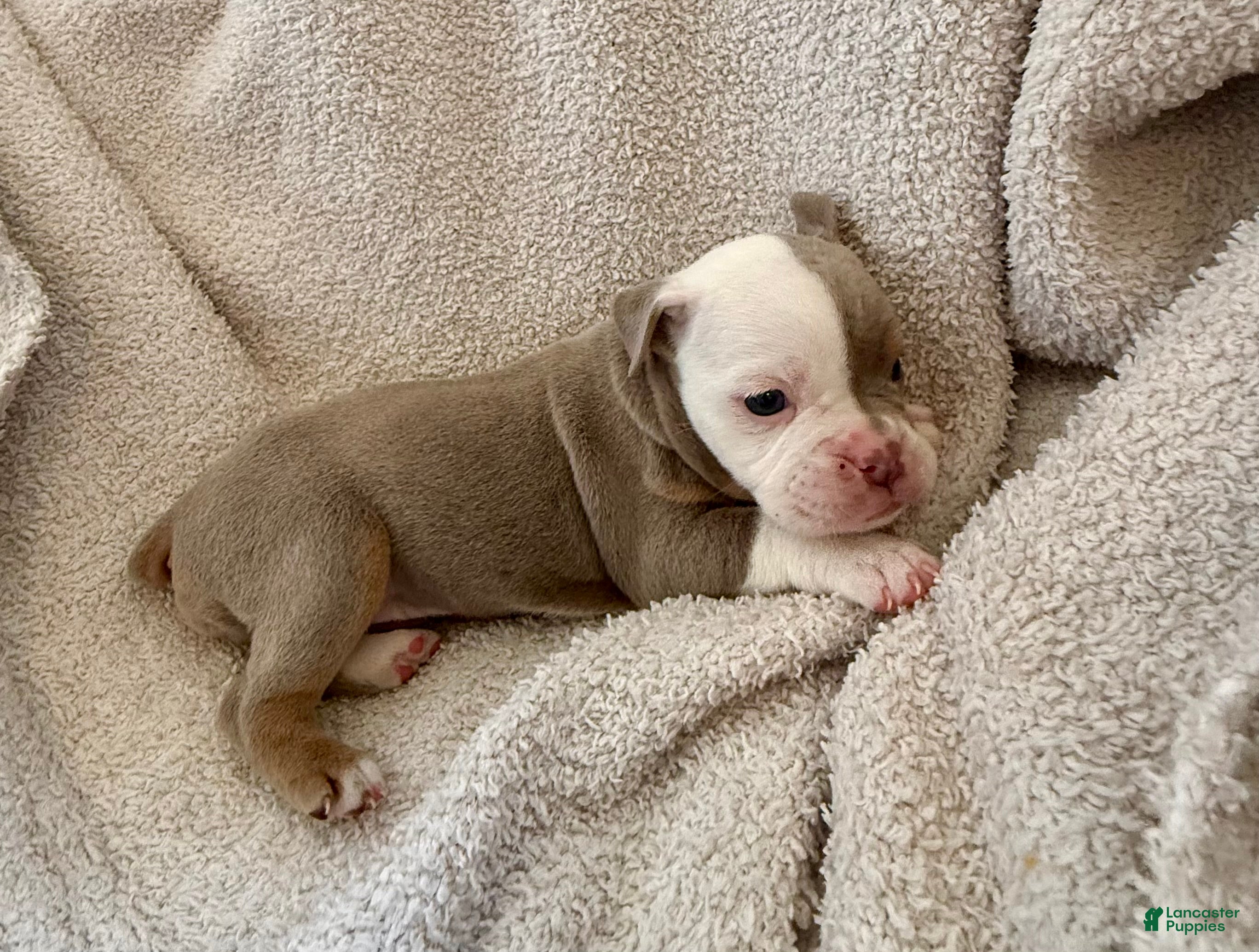 Olde English Bulldogge dogs Tri Lilac  - Ad 2