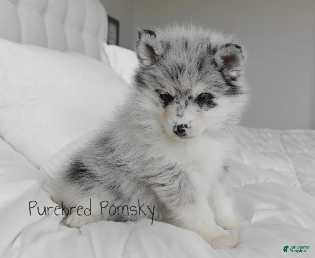 Pomsky dogs for sale: Skye Merle Pomsky - Ad 1