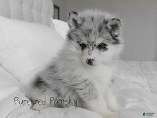 Pomsky dogs Skye Merle Pomsky - Ad 6