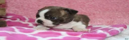 Boston Terrier dogs for sale: GALA   *AKC* - Ad 4