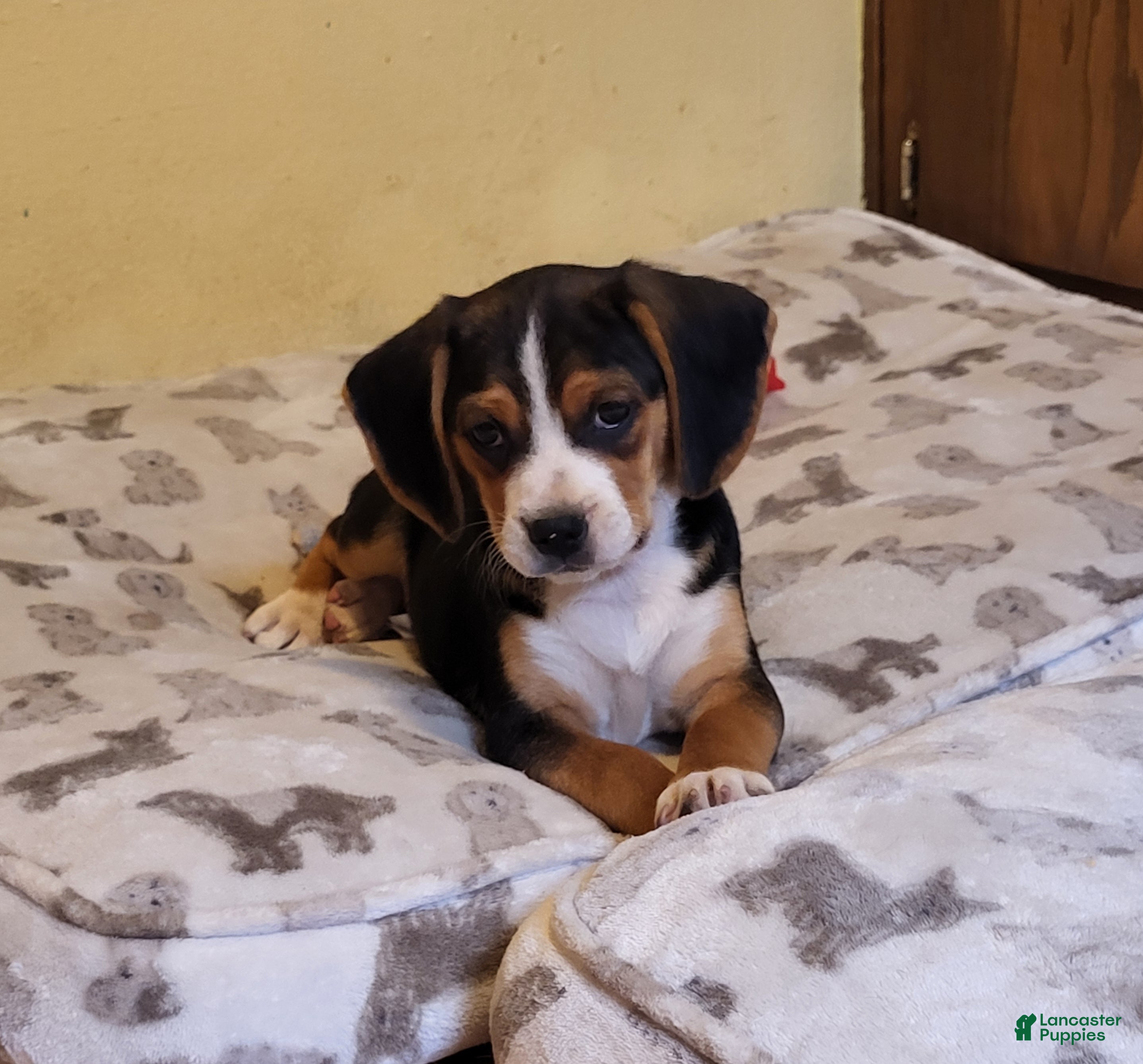 Puggle dogs Rosie - Ad 9