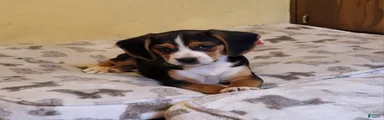 Rosie
