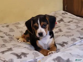 Puggle dogs Rosie - Ad 35