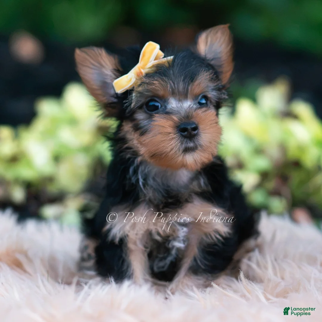 Yorkshire Terrier dogs for sale: Momo - Ad 1