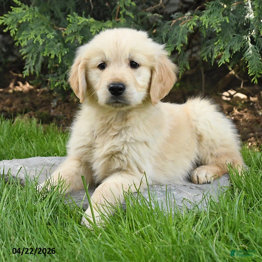 Golden Retriever dogs Sam - Ad 1