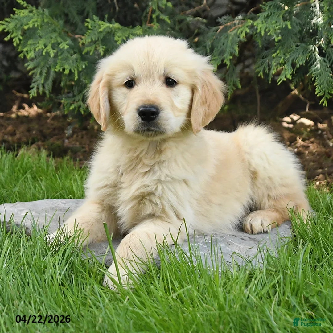 Golden Retriever dogs for sale: Sam - Ad 1