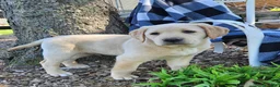Labrador Retriever dogs for sale: King - Ad 3
