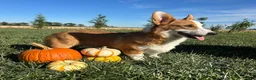 Welsh Corgi Pembroke dogs for sale: David Welsh Corgi Pembroke Puppy leash and crate trained - Ad 2