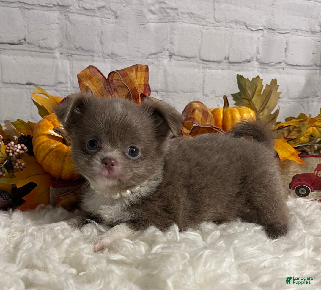 Chihuahua dogs for sale: Chihuahua Puppy 2 - Ad 2