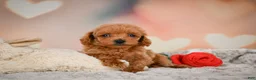 Toy Poodle dogs for sale: Joey - Ad 6