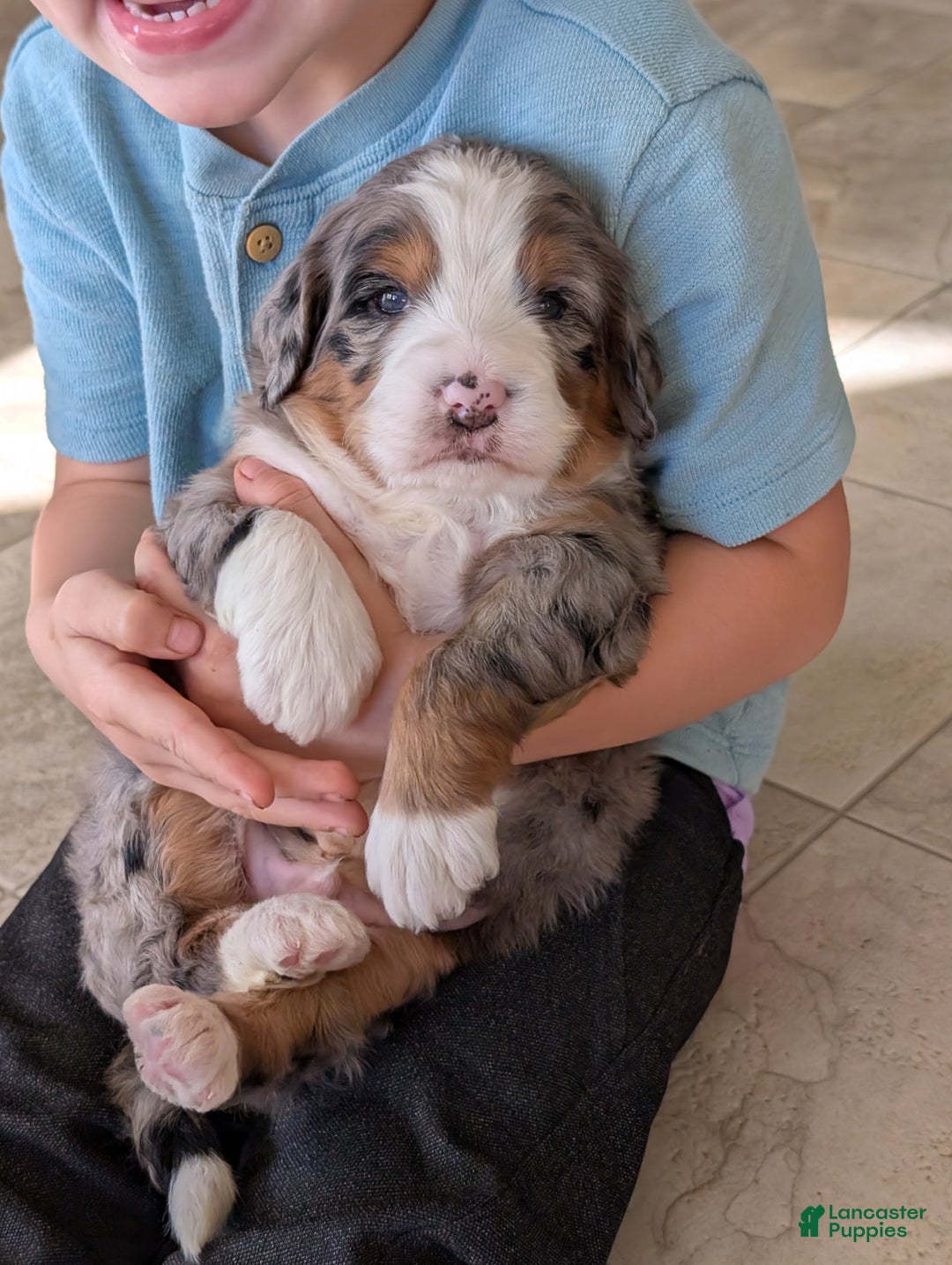 Mini Bernedoodle dogs for sale: Mini Bluey - Ad 6