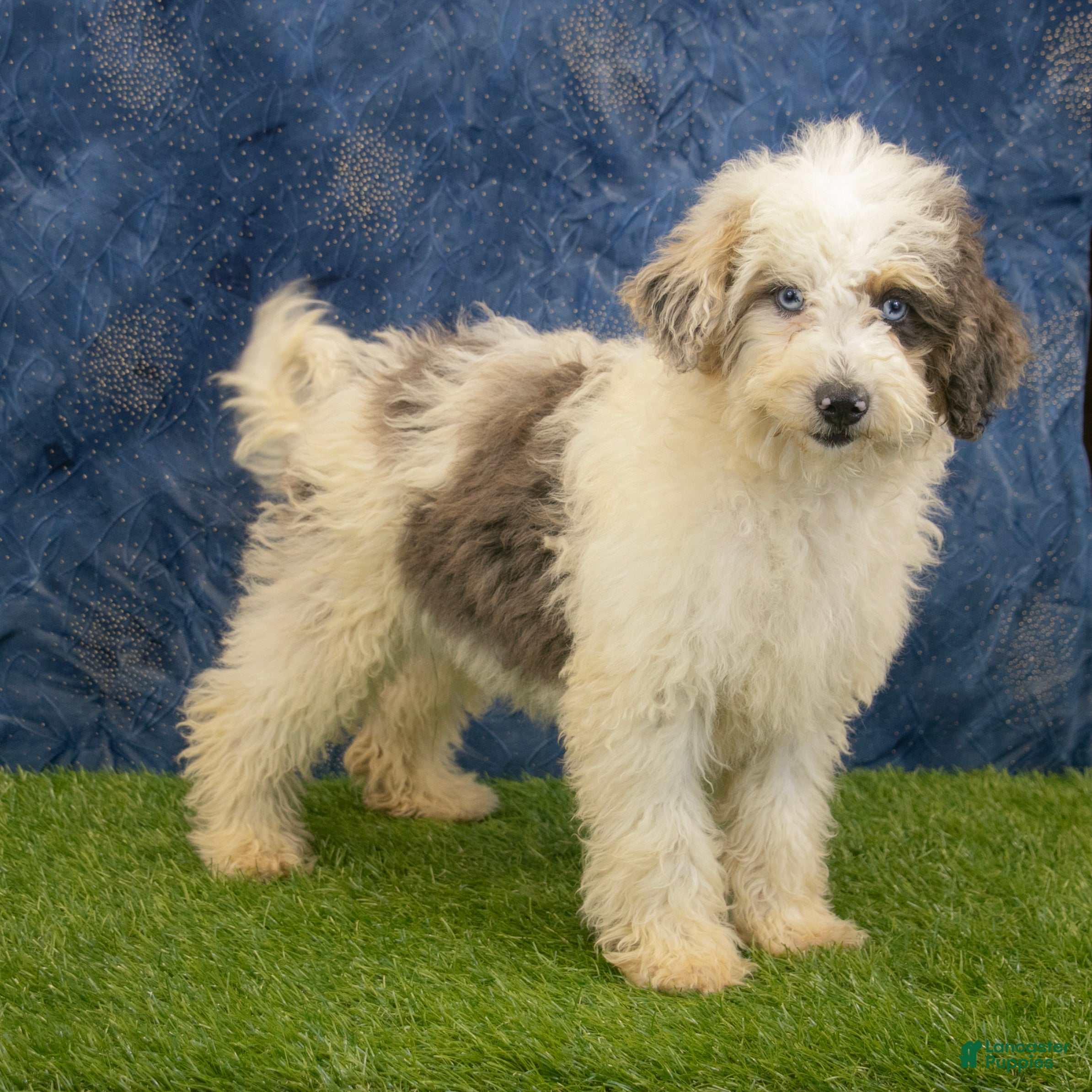 Miniature Poodle dogs Alex - Ad 1