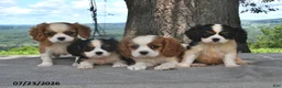 Cavalier King Charles Spaniel dogs for sale: Mabel - Ad 5