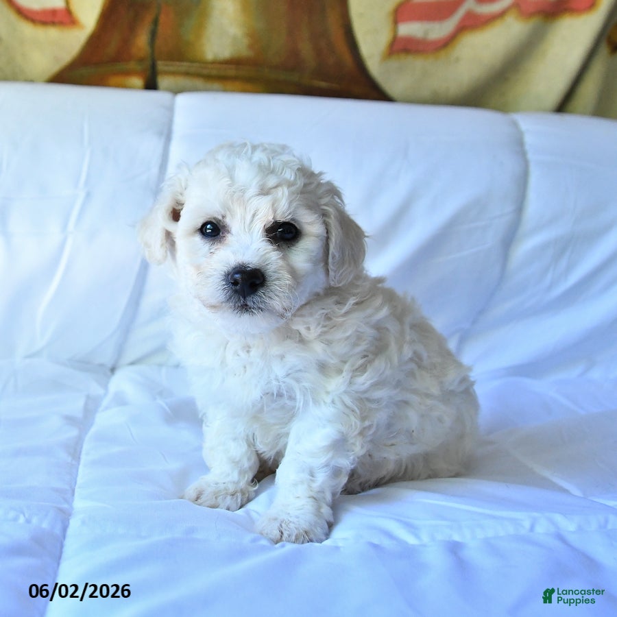 Bichon Frise dogs for sale: Ace - Ad 4