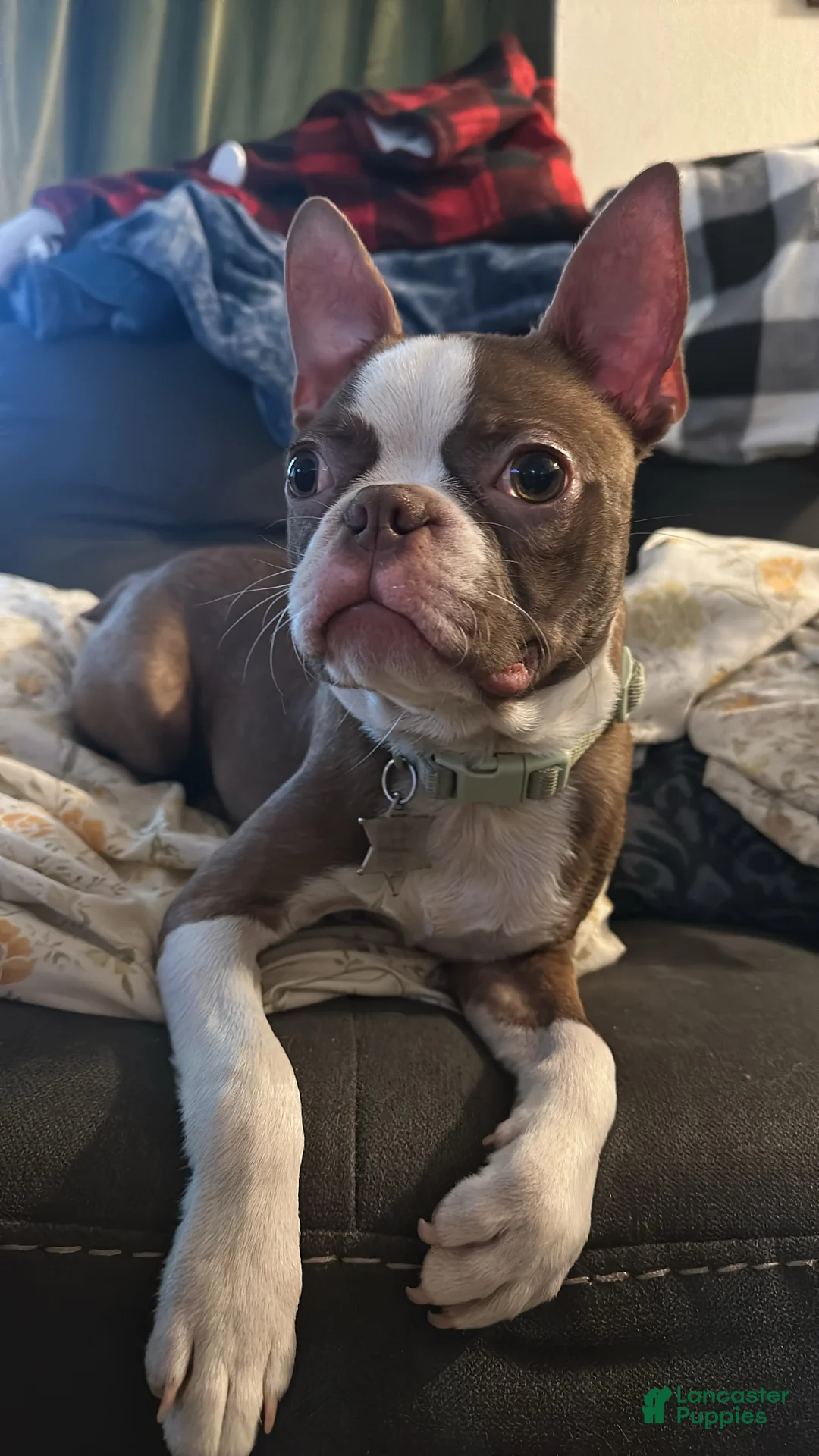 Boston Terrier dogs for stud: Pig the dog - Ad 1