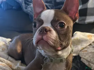 Boston Terrier dogs Pig the dog - Ad 3