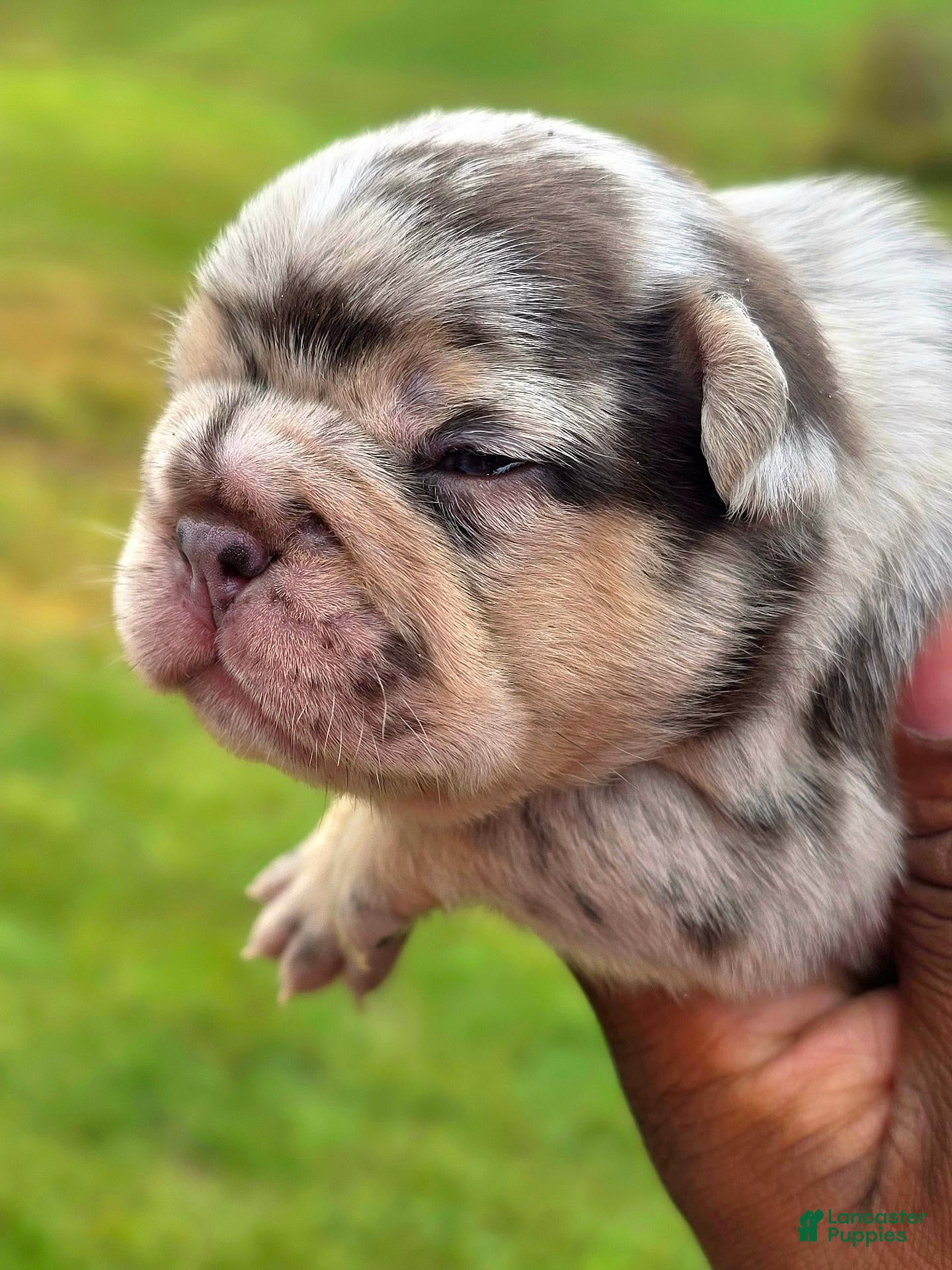 French Bulldog dogs Daphne - Ad 1