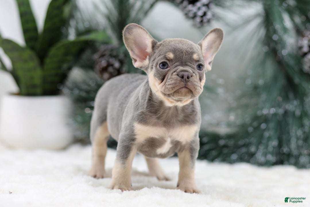 French Bulldog dogs for sale: Frieda - Ad 3