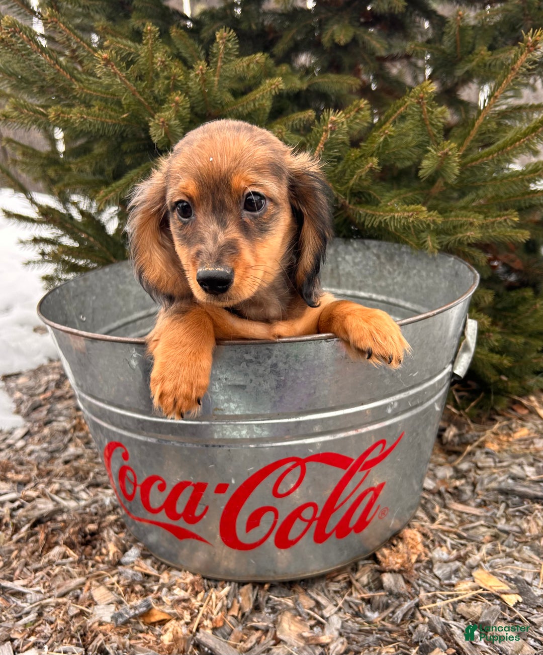 Miniature Dachshund dogs for sale: Sammy - Ad 4