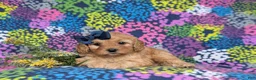 Cavapoo dogs for sale: Karissa - Ad 5