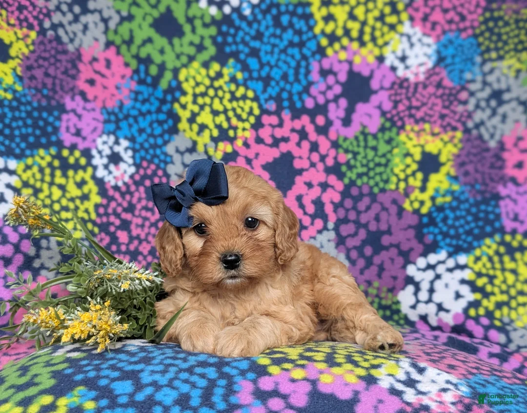 Cavapoo dogs for sale: Karissa - Ad 5