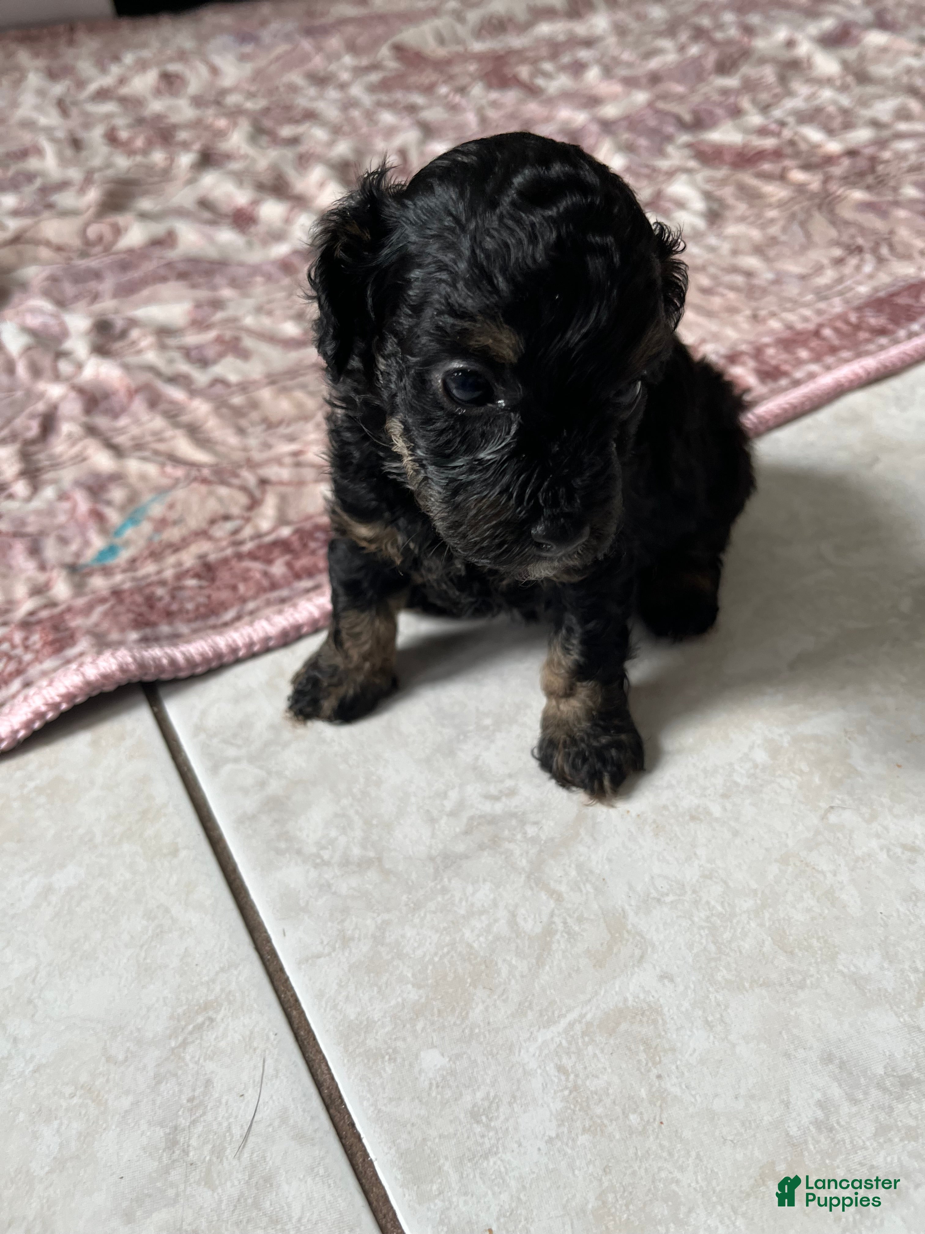 Toy Poodle dogs for sale: Little Bear  - Ad 2