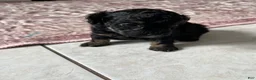 Toy Poodle dogs for sale: Little Bear  - Ad 2