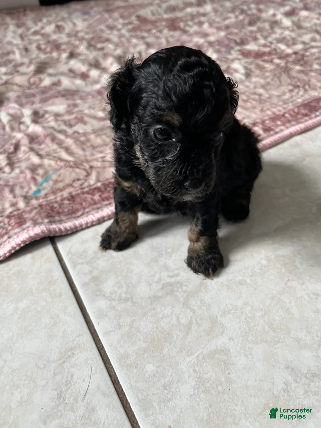 Toy Poodle dogs for sale: Little Bear  - Ad 2
