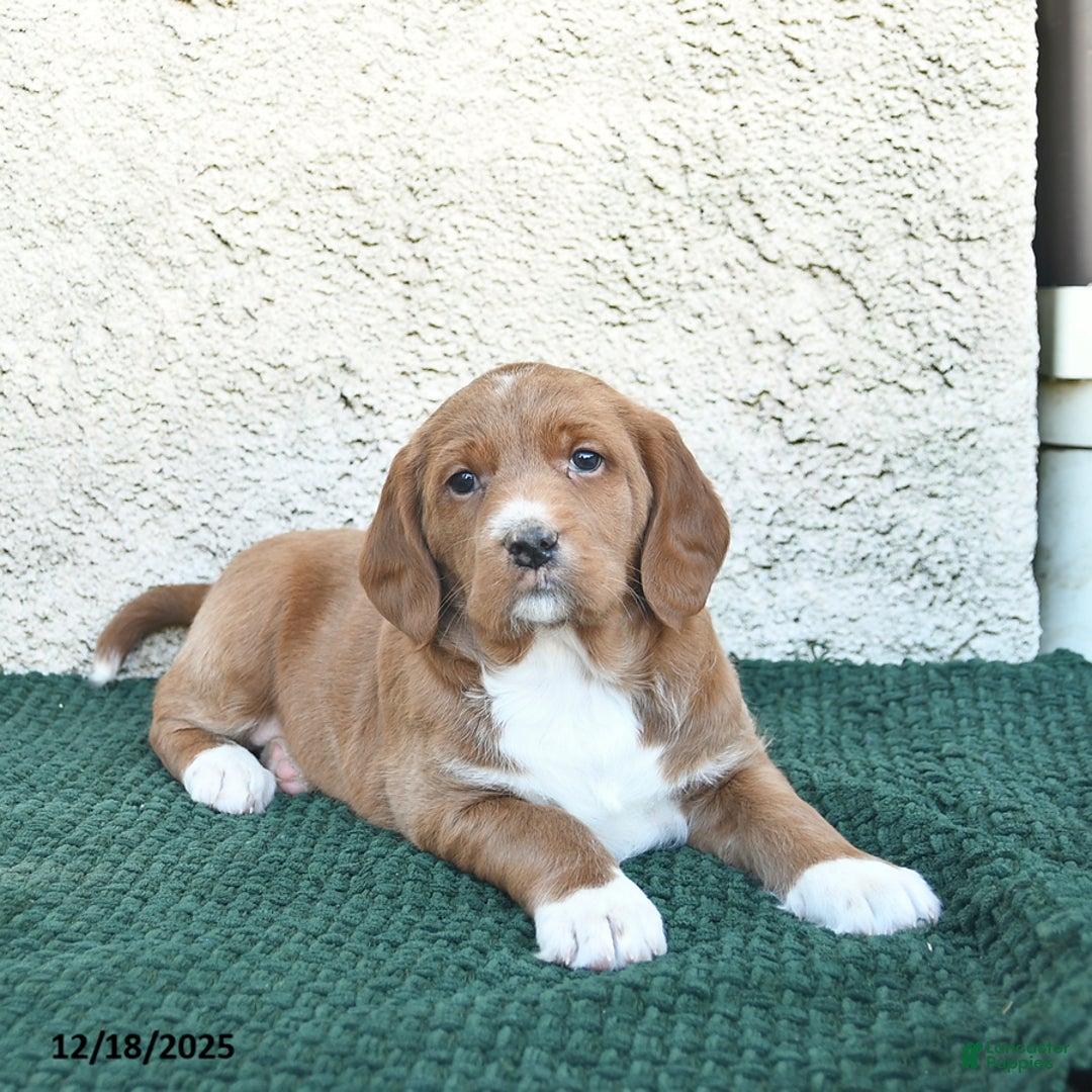 Labradoodle dogs for sale: Holiday  - Ad 3