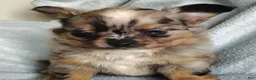 Pomchi dogs for sale: Boots - Ad 4