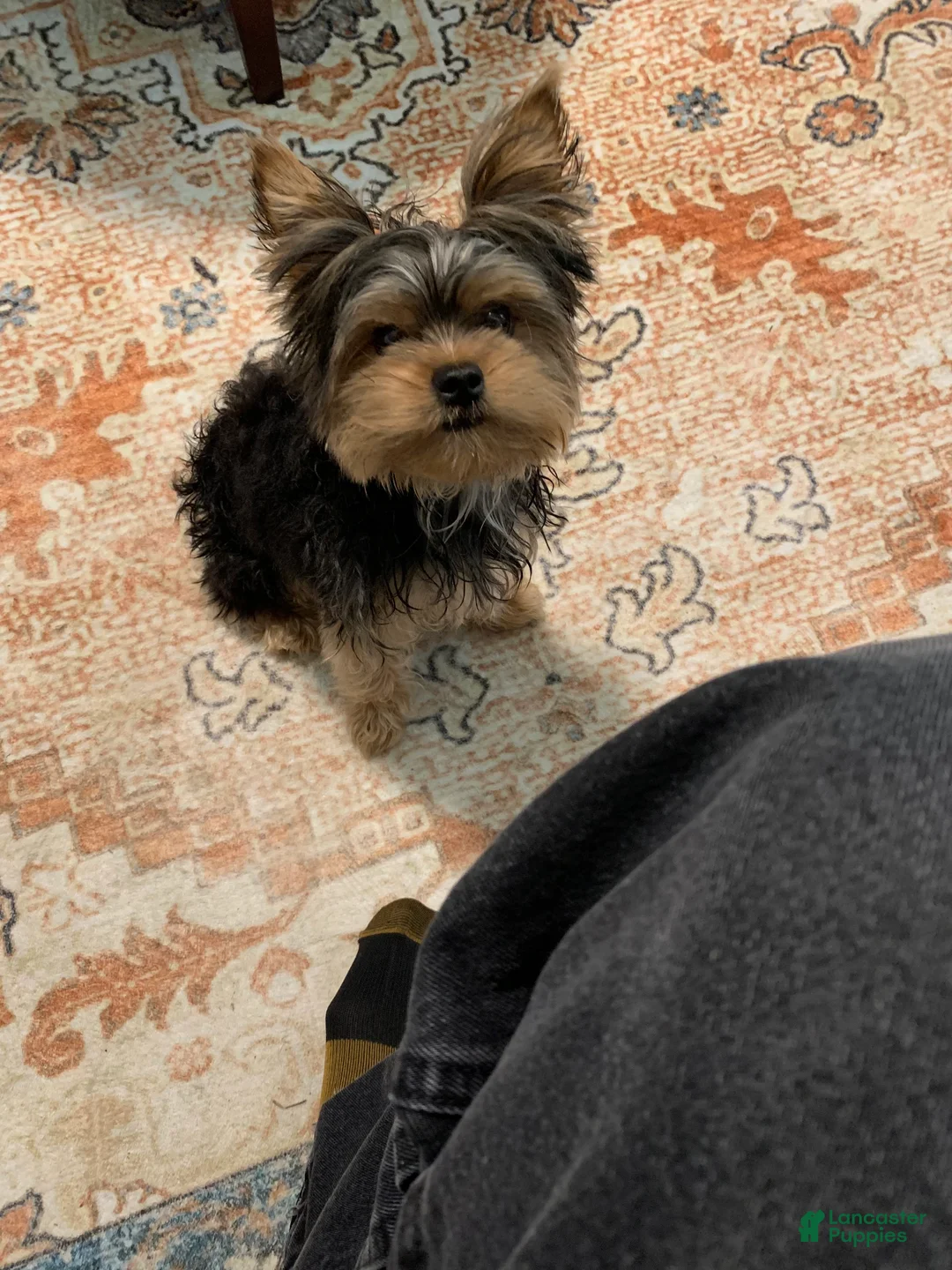 Yorkshire Terrier dogs for sale: Yorkshire Terrier Puppy 1 - Ad 5