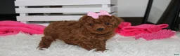 Miniature Poodle dogs for sale: Sasha  - Ad 3
