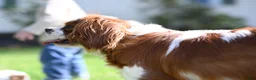 Cavalier King Charles Spaniel dogs for sale: Vince  - Ad 2